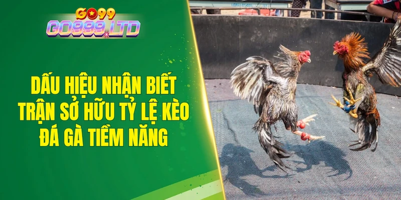 Dấu hiệu nhận biết trận đấu sở hữu tỷ lệ kèo đá gà tiềm năng