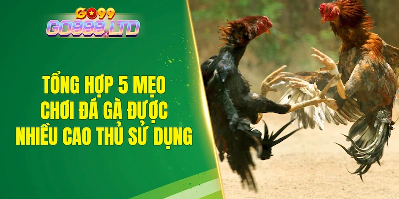 Tổng hợp 5 mẹo chơi đá gà được nhiều cao thủ sử dụng
